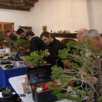2010_bonsai_Lleida-012