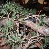 2010_bonsai_Lleida-013