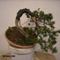 2010_bonsai_Lleida-015