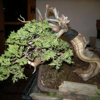 2010_bonsai_Lleida-017