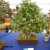 2010_bonsai_Lleida-018