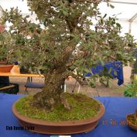 2010_bonsai_Lleida-019