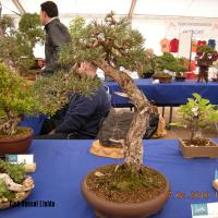 2010_bonsai_Lleida-020