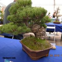 2010_bonsai_Lleida-022