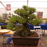 2010_bonsai_Lleida-023