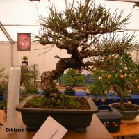 2010_bonsai_Lleida-024