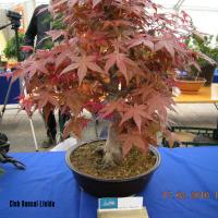 2010_bonsai_Lleida-025