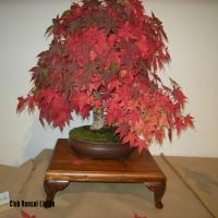 2010_bonsai_Lleida-006