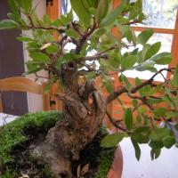 2010_bonsai_Lleida-011