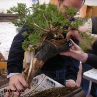 2010_bonsai_Lleida-016