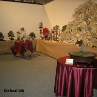 2010_bonsai_Lleida