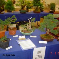 2011_bonsai_Lleida-001