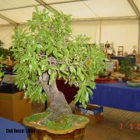 2011_bonsai_Lleida-002
