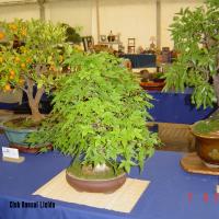 2011_bonsai_Lleida-003