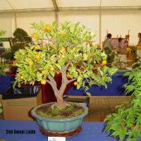 2011_bonsai_Lleida-004