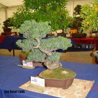 2011_bonsai_Lleida-005