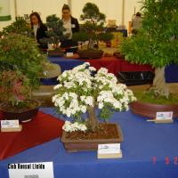 2011_bonsai_Lleida-006
