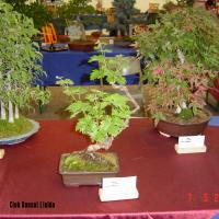 2011_bonsai_Lleida-007
