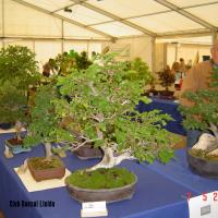 2011_bonsai_Lleida-008