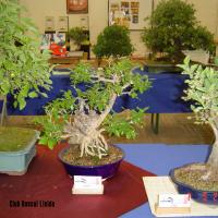 2011_bonsai_Lleida-009