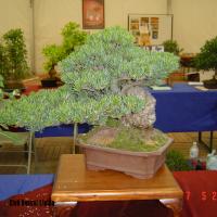 2011_bonsai_Lleida-010