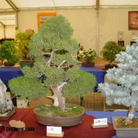 2011_bonsai_Lleida-011