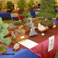 2011_bonsai_Lleida-012