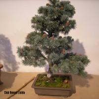 2010_bonsai_Lleida-003