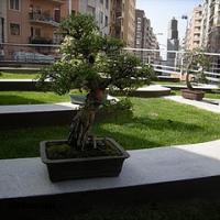 2011_bonsai_Lleida-014