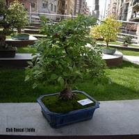 2011_bonsai_Lleida-015