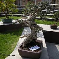 2011_bonsai_Lleida-016