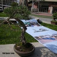 2011_bonsai_Lleida-017