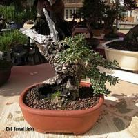 2011_bonsai_Lleida-018
