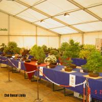 2011_bonsai_Lleida