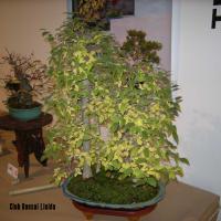 2010_bonsai_Lleida-004