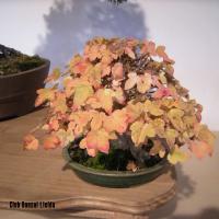 2010_bonsai_Lleida-005