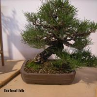 2010_bonsai_Lleida-007