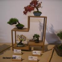 2010_bonsai_Lleida-008