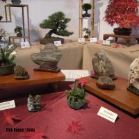 2010_bonsai_Lleida-009