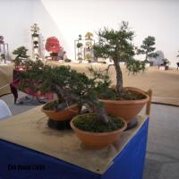 2010_bonsai_Lleida-010